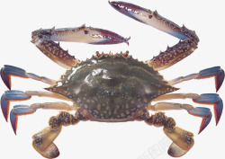螃蟹肥美时节新鲜的肥美螃蟹高清图片