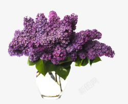 紫罗兰桌花素材