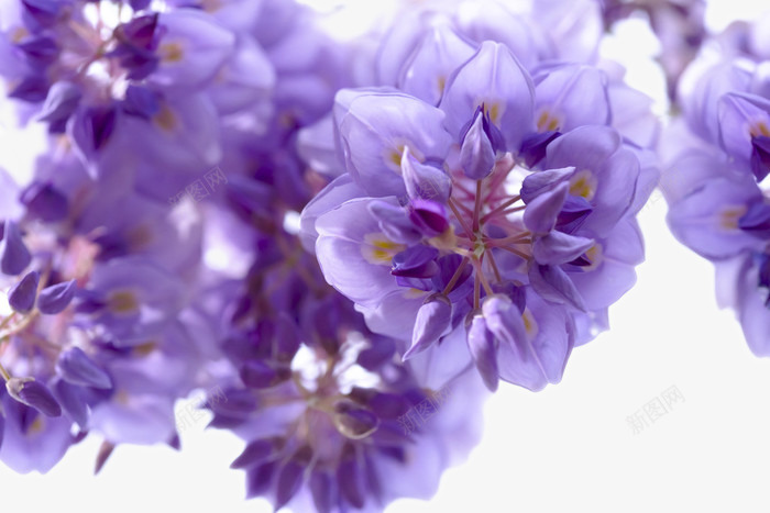 盛开的紫藤花png免抠素材_新图网 https://ixintu.com 植物 盛开 紫藤花 花儿 花卉 花朵 鲜花