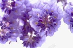 盛开的紫藤花素材