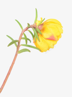 花花朵淘宝花絮黄花黄色马齿苋高清图片