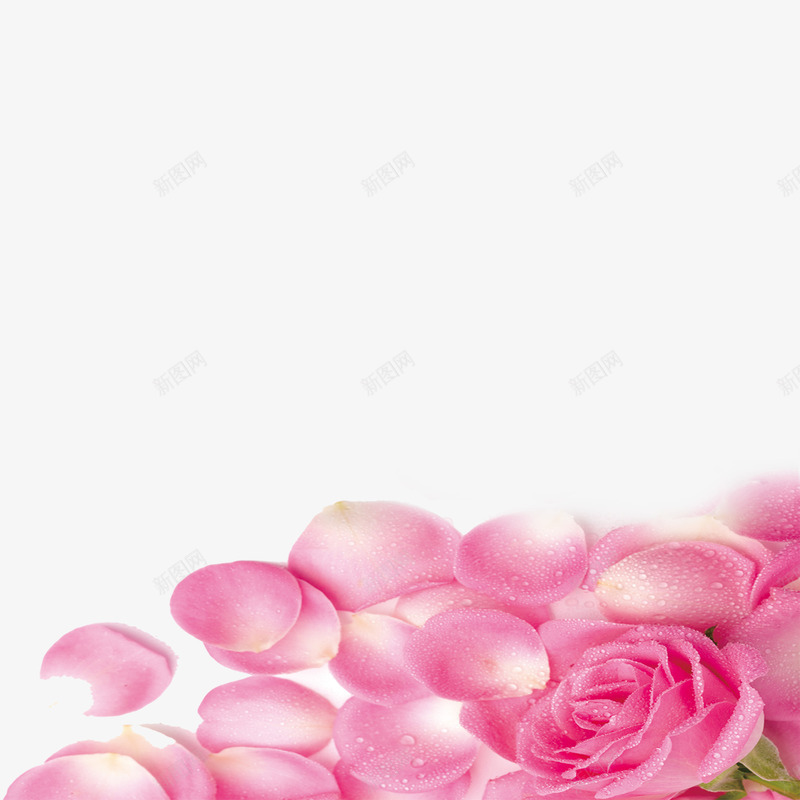 粉色玫瑰图png免抠素材_新图网 https://ixintu.com 玫瑰 粉色 花 花瓣 鲜花