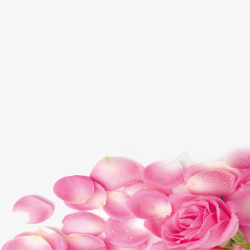 粉色玫瑰图素材