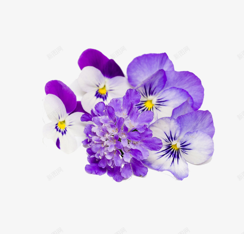 花卉元素png免抠素材_新图网 https://ixintu.com 粉红色 紫色的花 花儿 花卉元素 鲜花