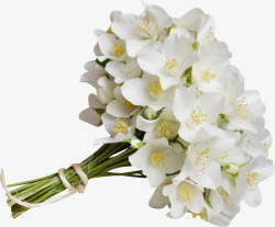 白色花蕾花束高清图片