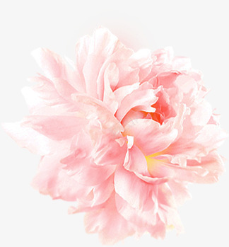白色化妆品海报花朵png免抠素材_新图网 https://ixintu.com 化妆品 海报 白色 花朵