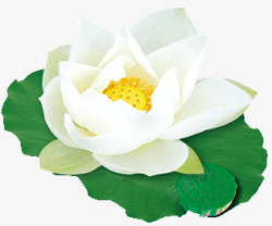 盛开莲花一朵白色荷花高清图片