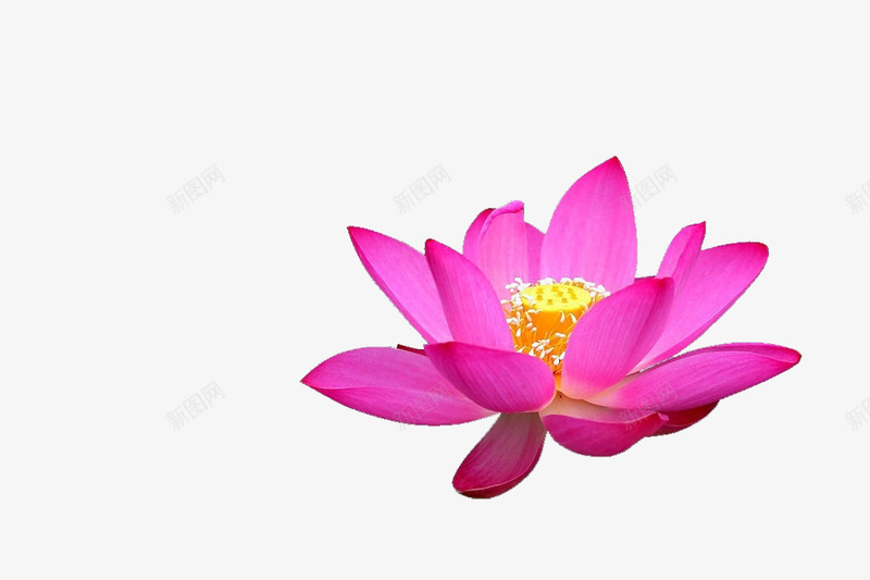一抹莲花png免抠素材_新图网 https://ixintu.com 一抹莲花图片素材免费下载 植物 清新 花朵 莲花 鲜花