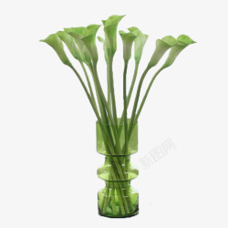透明花瓶中的竹叶绿色花瓶中的海芋花高清图片