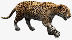 动物猛兽猎豹2素材