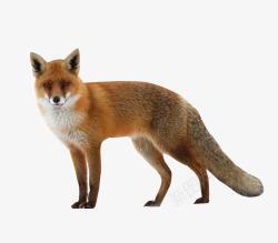 受保护动物狐狸高清图片
