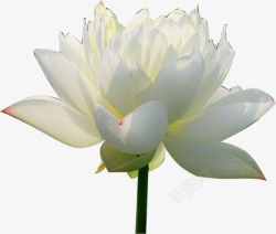 夏天睡莲绽放白色睡莲对层花瓣高清图片