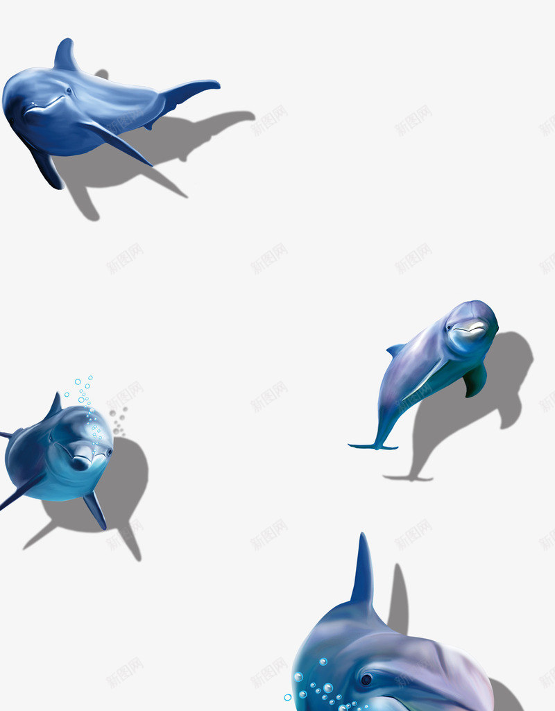 海洋海豚png免抠素材_新图网 https://ixintu.com 动物 卡通 夏天 插画 海洋 海豚 生物 鱼