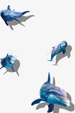 插画的海豚海洋海豚高清图片