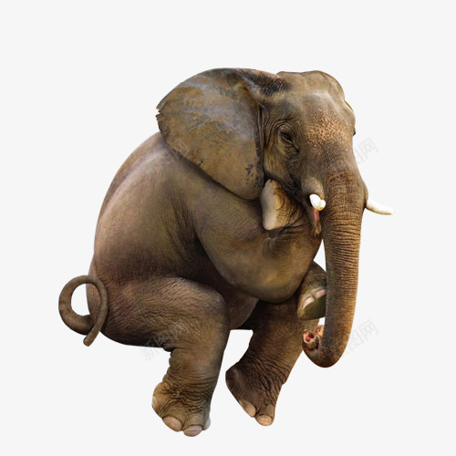 小象可爱坐动物png免抠素材_新图网 https://ixintu.com 动物 可爱 坐 小象