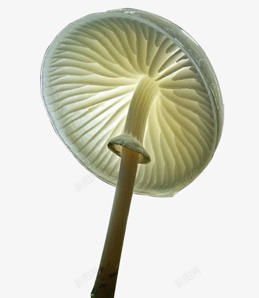 蘑菇形状保护伞png免抠素材_新图网 https://ixintu.com 保护伞 免费png素材 白色 蘑菇素材