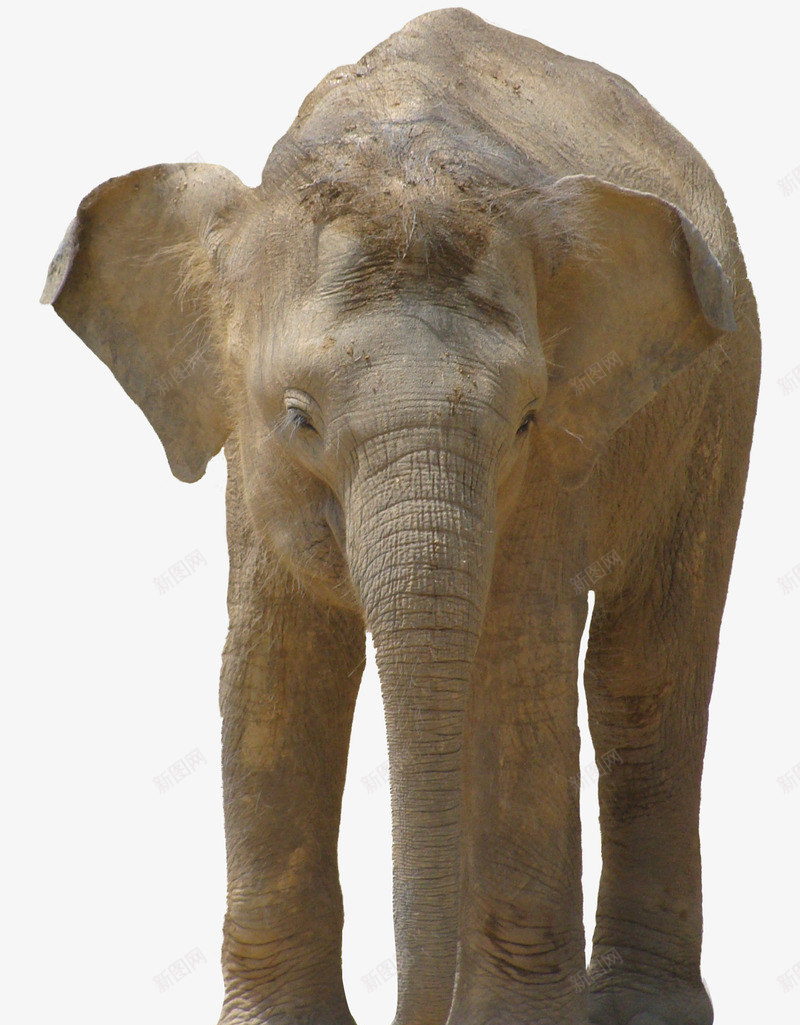可爱的幼年亚洲象png免抠素材_新图网 https://ixintu.com 亚洲象 动物 可爱风格 幼年小象