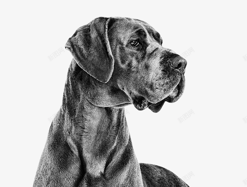 黑白大型犬png免抠素材_新图网 https://ixintu.com 大型犬 宠物 拉布拉多 狗头 狗狗 素描 黑白 黑色狗狗