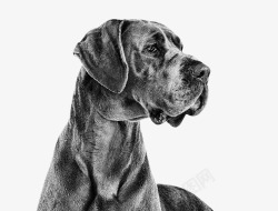 黑色狗头黑白大型犬高清图片
