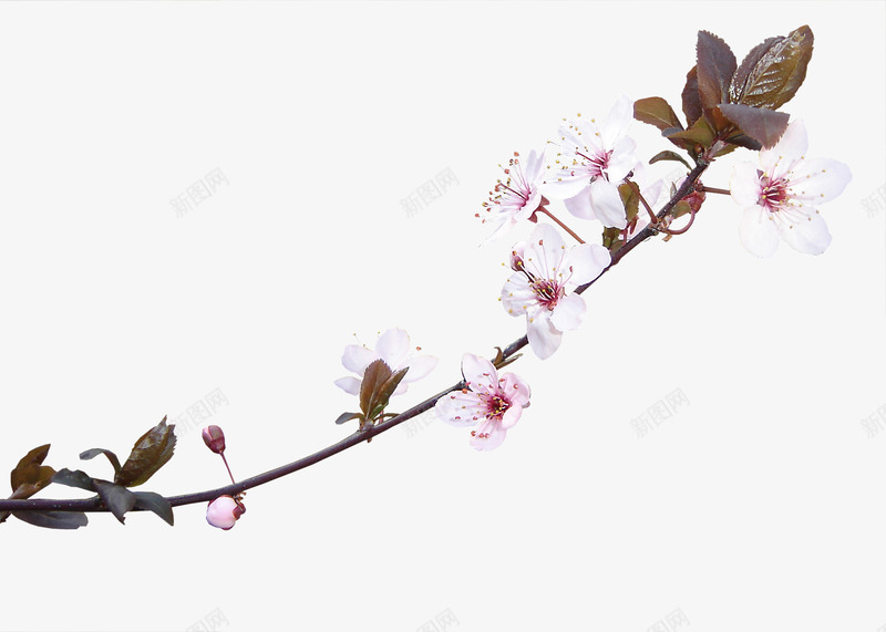 鲜花图案卡通鲜花桃花花枝png免抠素材_新图网 https://ixintu.com 卡通鲜花图片 桃花 花卉图案素材 花朵 花枝 鲜花 鲜花元素 鲜花图片素材 鲜花海报背景