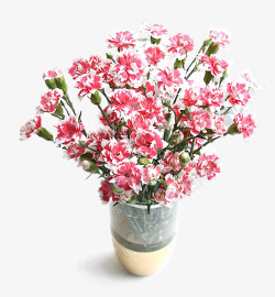 粉色的花康乃馨鲜花盆栽高清图片