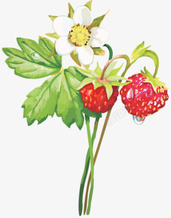 手绘草莓鲜花绿叶素材