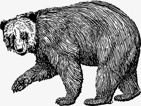 手绘大黑熊png免抠素材_新图网 https://ixintu.com 动物 手绘大黑熊 插画 素描大黑熊 绘画 速写 黑白