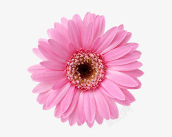 粉色菊花高清图片
