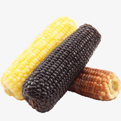 不同玉米三色玉米棒高清图片