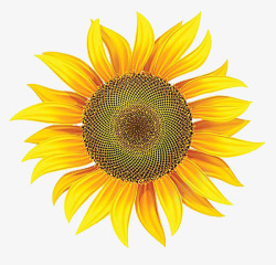 金葵花向日葵黄色花朵鲜花太阳花素材