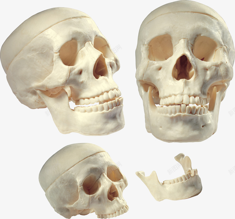 头骨模型png免抠素材_新图网 https://ixintu.com 医学 医学模型 头骨 头骨模型 牙齿 牙齿模型
