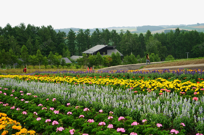 北海道美瑛花海png免抠素材_新图网 https://ixintu.com 世界各地 世界风景 北海道 名胜古迹 外国风景 摄影图片 旅游摄影 旅游风光 美瑛花海 高清图片 鲜花