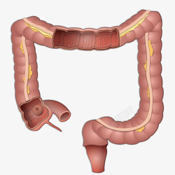 红色肠道红色肠道高清图片