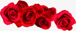 红色鲜花玫瑰花朵素材