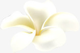 植物白色花朵卡通形状效果png免抠素材_新图网 https://ixintu.com 卡通 形状 效果 植物 白色 花朵