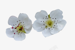 梨花花瓣白色鲜花素材
