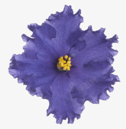 蓝色花蕊紫罗兰花高清图片