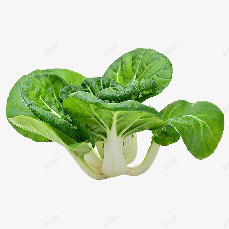 天然有机蔬菜奶白菜png免抠素材_新图网 https://ixintu.com 健康 天然安全 奶白菜 有机物 绿色 蔬菜