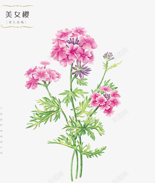 鲜花美女樱png免抠素材_新图网 https://ixintu.com 卡通 手绘 手绘插画 插画 美女樱