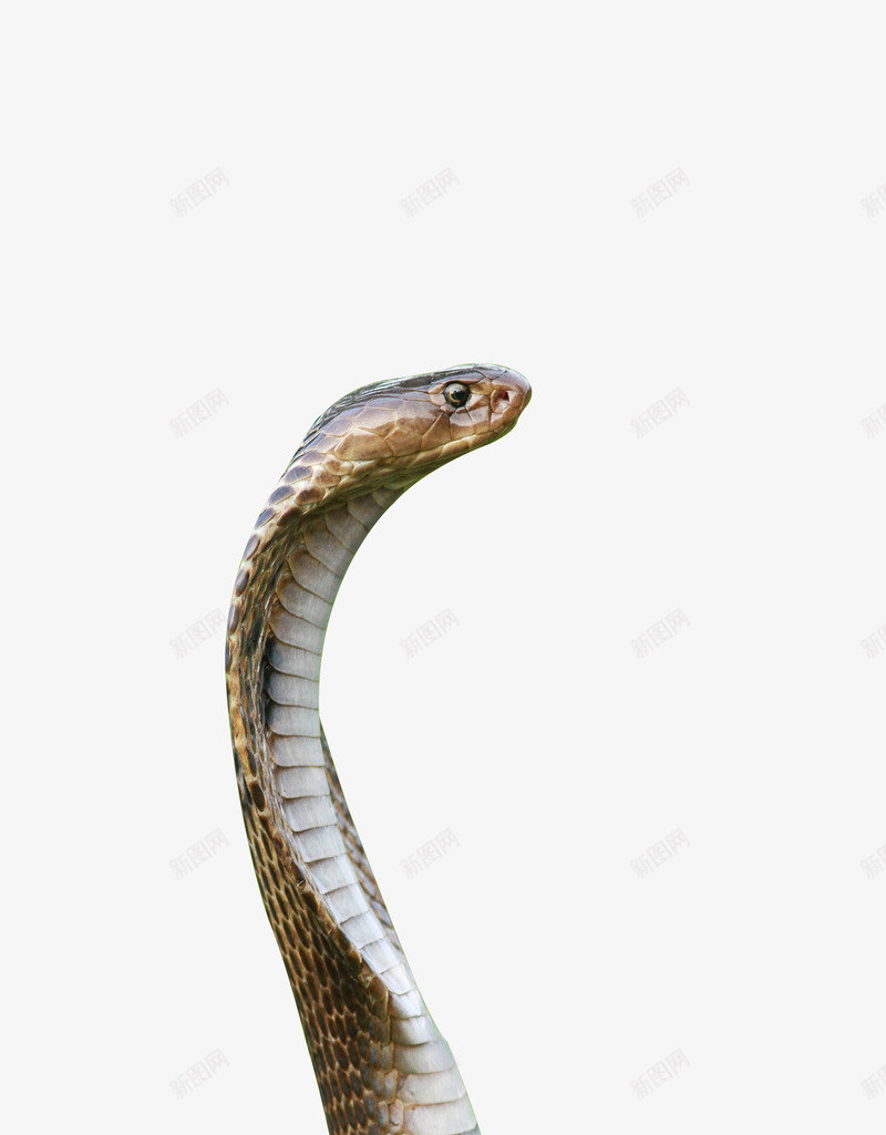 眼镜蛇巡视的眼镜蛇png免抠素材_新图网 https://ixintu.com 冷血动物 毒蛇 猛兽 眼镜蛇 蛇