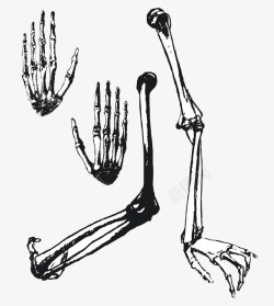 臂骨手绘黑白骨骼结构高清图片