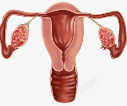 人体解剖学部分输卵管受精卵高清图片