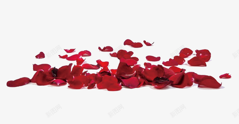 一堆红色的花瓣psd免抠素材_新图网 https://ixintu.com 一堆花瓣 免抠 免抠图 红色 花 花朵 花瓣 鲜花