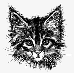头像素描黑色手绘猫咪头像矢量图高清图片