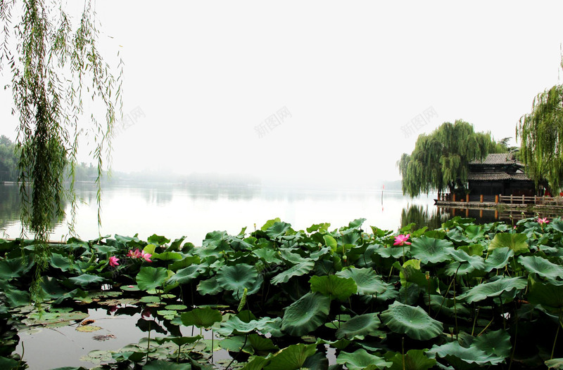 大明湖畔风景png免抠素材_新图网 https://ixintu.com 大明湖 绿色 荷花 风景