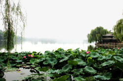 大明湖畔风景素材