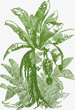 热带树绿叶迷你风格香蕉树矢量图高清图片