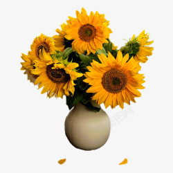 花瓶向日葵向日葵花瓶高清图片