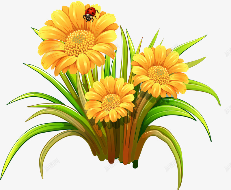 黄色菊花png免抠素材_新图网 https://ixintu.com 漂亮 菊花 鲜花 黄色