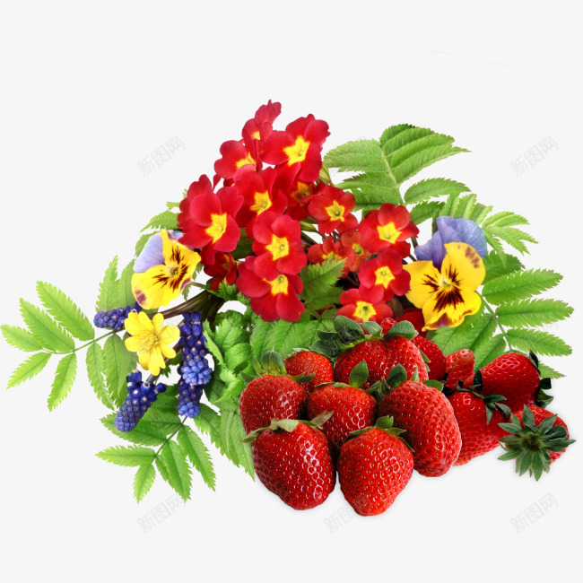 水果鲜花装饰png免抠素材_新图网 https://ixintu.com 红色 绿叶 花朵 草莓 装饰素材